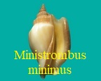 Ministrombus minimus, von Linné 1771